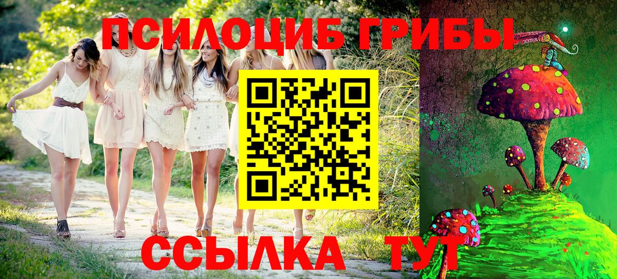 Псилоцибиновые грибы Psilocybe Выборг