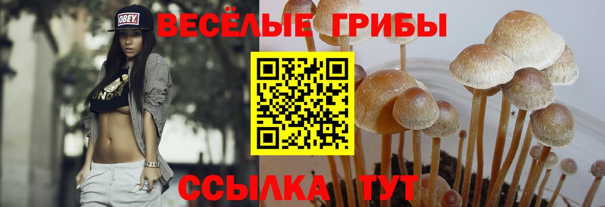 Галлюциногенные грибы MAGIC MUSHROOMS  Вход с VPN  Выборг 